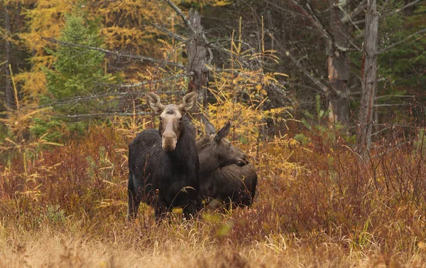 Alce Vaca Ternera Alces Alces Paseando Por Campo Algonquin Park —  Fotos de Stock