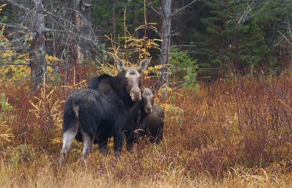 큰사슴 암소와 Alces Alces Algonquin 캐나다에서 필드를 — 스톡 사진