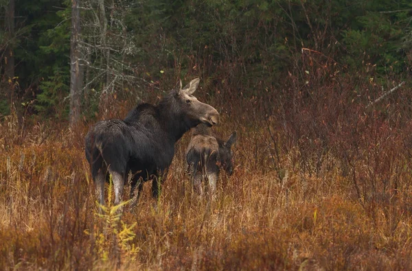 큰사슴 암소와 Alces Alces Algonquin 캐나다에서 필드를 — 스톡 사진