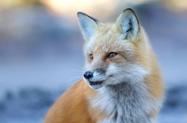 Red fox (Vulpes vulpes) closeup in autumn in Algonquin Park, Canada