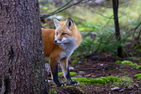 Red Fox Vulpes Vulpes Peeking Out Tree Autumn Algonquin Park — Stock Photo, Image