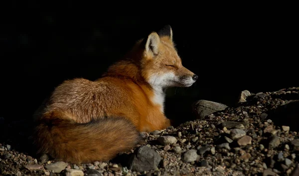 Raposa Vermelha Vulpes Vulpes Descansando Outono Algonquin Park Canadá — Fotografia de Stock