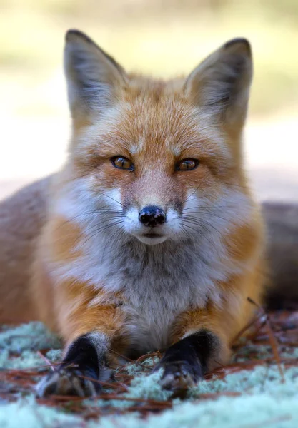 カナダのアルゴンキン州立公園で秋に赤狐 ホンドギツネ キツネ属 — ストック写真