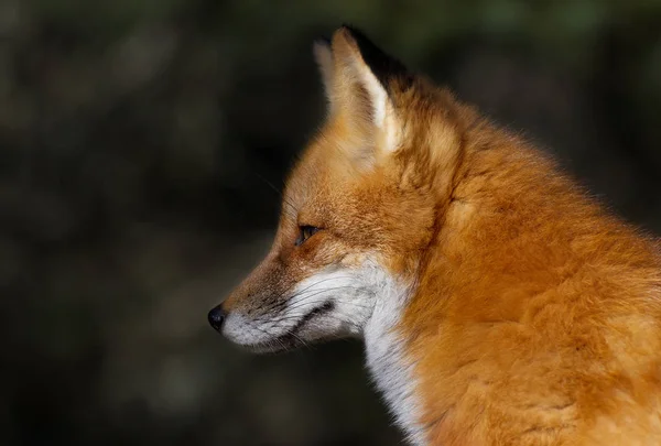 Zorro Rojo Vulpes Vulpes Otoño Algonquin Park Canadá —  Fotos de Stock