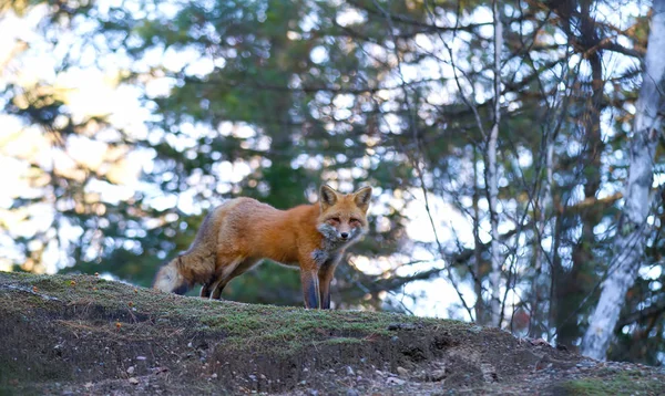 Red Fox Vulpes Vulpes Standing Ridge Autumn Algonquin Park Canada — Stock Photo, Image