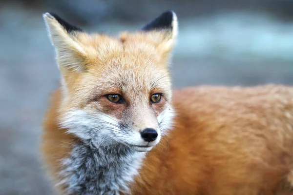 カナダのアルゴンキン州立公園で秋に赤狐 ホンドギツネ キツネ属 — ストック写真