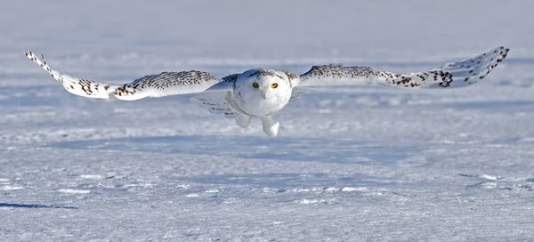 Kar baykuşu (Bubo scandiacus) bir kar üzerinde avcılık Kanada alanında kaplı