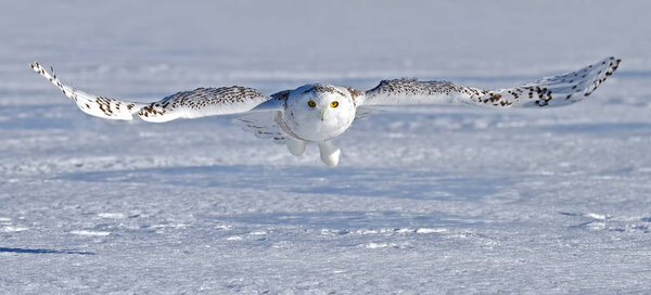 Snowy owl (Bubo scandiacus) hunting over a snow covered field in Canada