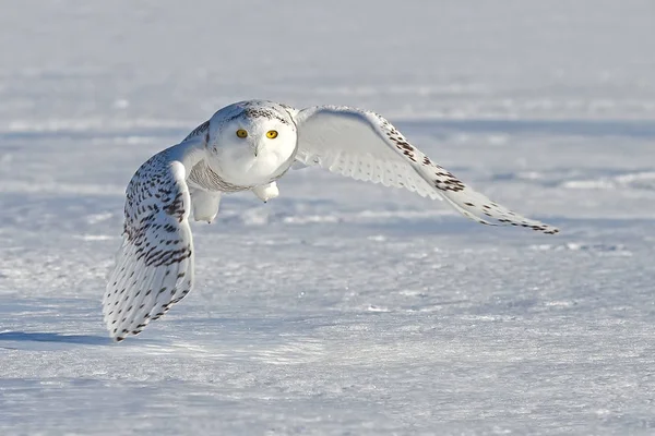 Snowy Owl Bubo Scandiacus Hunting Snow Covered Field Canada — Stock Photo, Image