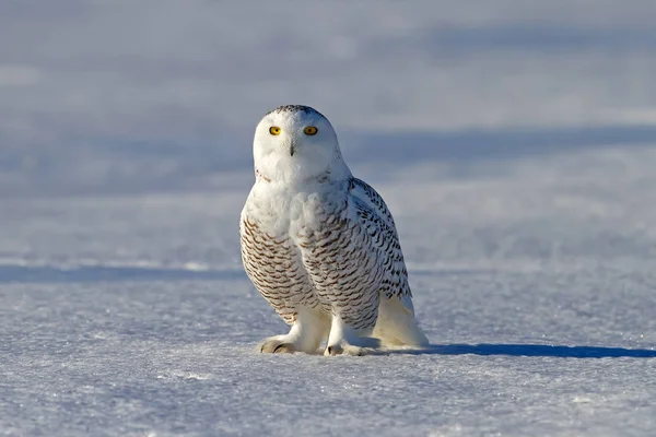 Schneeeule Bubo Scandiacus Steht Inmitten Eines Schneebedeckten Feldes Auf Der — Stockfoto