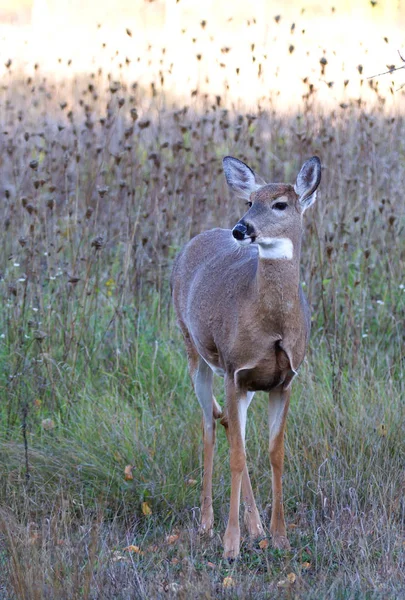 Ormanda dolaşıp Ak kuyruklu geyik
