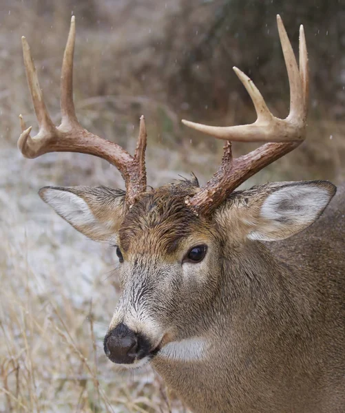 Ak kuyruklu geyik ayakta yağan kar sırasında rut Kanada'da buck