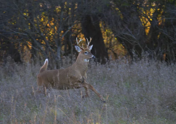 Cervo Coda Bianca Buck Saltare Attraverso Aria Dopo Una Cerva — Foto Stock