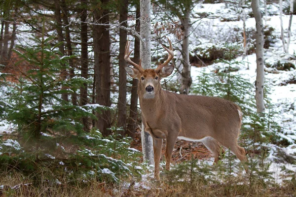 Weißschwanz Rehbock Steht Fallenden Schnee — Stockfoto