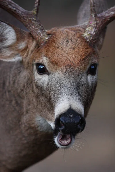 Vitsvanshjort Buck Närbild Höst Skogen Brunsten Kanada — Stockfoto