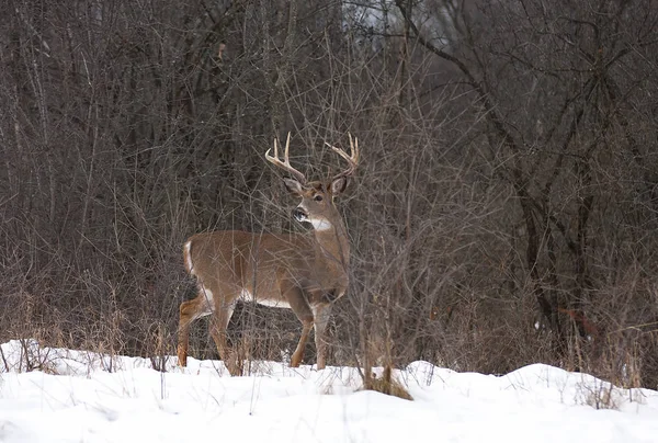 Witstaarthert Buck Wintersneeuw — Stockfoto