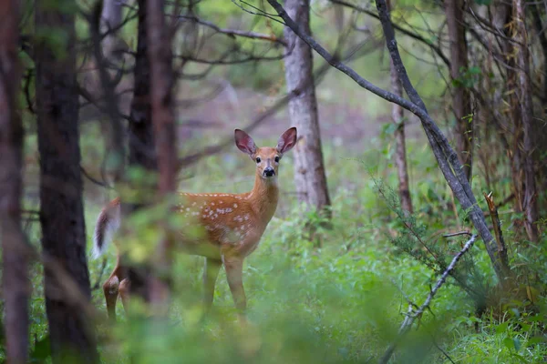 Cerf Virginie Faon Dans Forêt — Photo