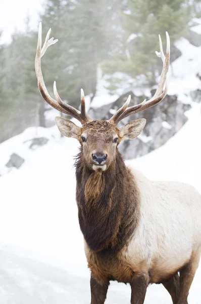 Bull Elk Debout Dans Neige Hivernale — Photo