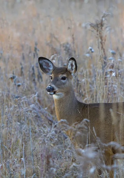 Cerf Virginie Dans Prairie Tôt Matin — Photo