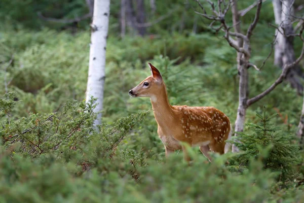 Cerf Virginie Faon Dans Forêt — Photo