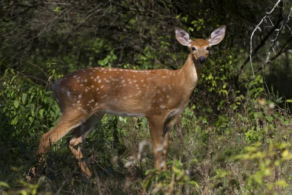 Cervo Dalla Coda Bianca Fulvo Nella Foresta — Foto Stock