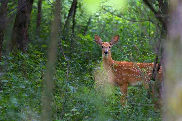 Weißschwanz Rehkitz Wald — Stockfoto