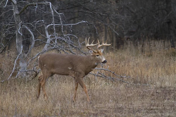 Cervo Dalla Coda Bianca Buck Prato Autunnale Durante Carreggiata Canada — Foto Stock