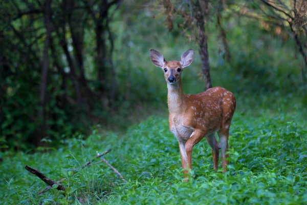 White Tailed Deer Fawn Forest — Stock Photo, Image