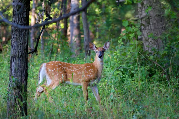 森林里的白尾鹿 — 图库照片