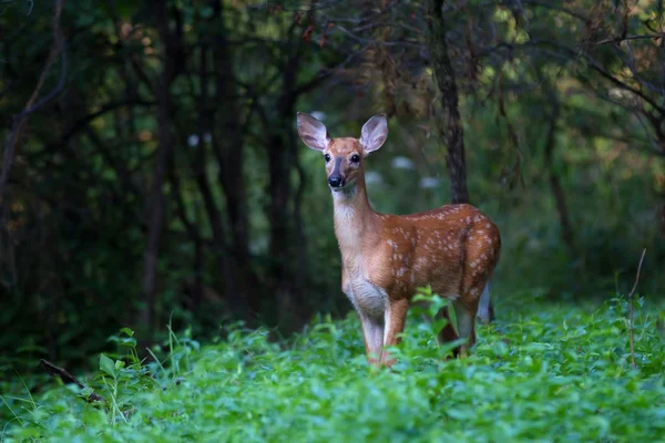 White Tailed Deer Fawn Walking Forest — Stock Photo, Image