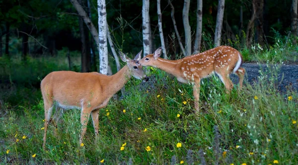 Cervo Cauda Branca Fawn Corça Andando Floresta — Fotografia de Stock