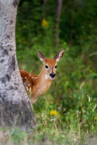 Vitsvanshjort Fawn Topp Bakom Ett Träd Skogen — Stockfoto