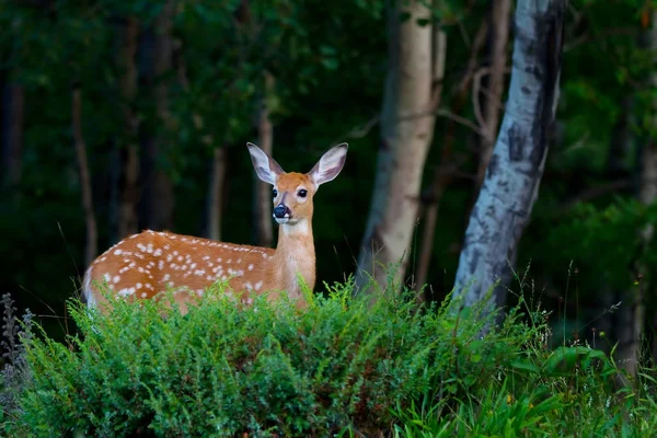 Weißschwanz Rehkitz Spaziert Wald — Stockfoto