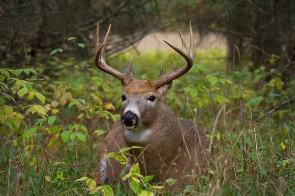 Cerf Virginie Buck Reposant Dans Forêt — Photo