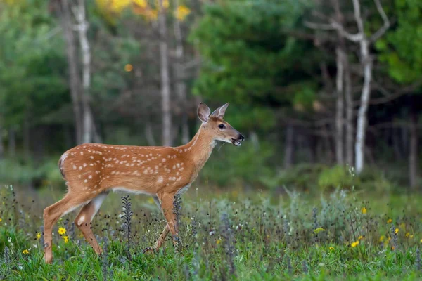 Weißschwanz Rehkitz Spaziert Wald — Stockfoto