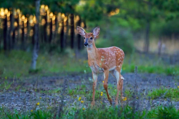 Weißschwanz Rehkitz Spaziert Wald — Stockfoto