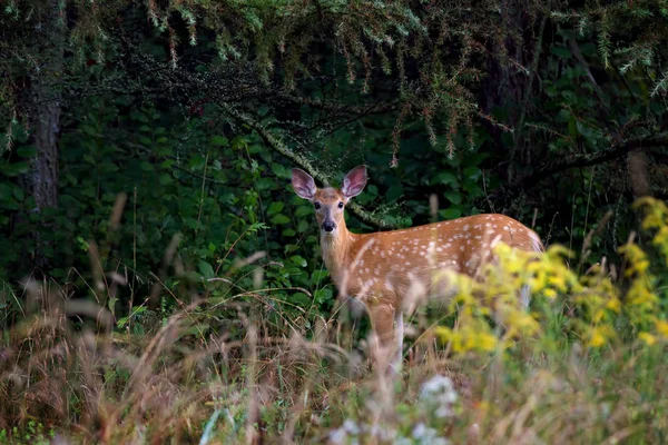白尾鹿在森林里漫步 — 图库照片