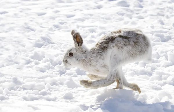 Snowshoe Hare Lepus Americanus Running Winter Snow Canada — Stock Photo, Image