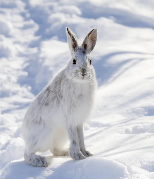 Snowshoe hare standing in the winter snow in Canada