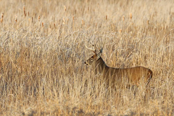 Cervo Dalla Coda Bianca Buck Prato Autunnale Durante Carreggiata Canada — Foto Stock