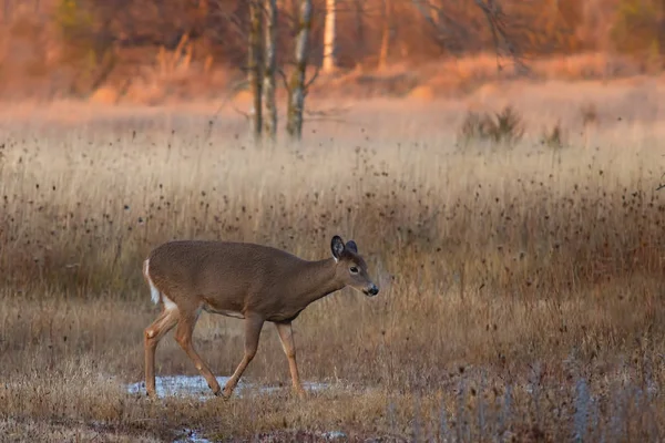 White Tailed Deer Autumn Meadow — Stock Photo, Image