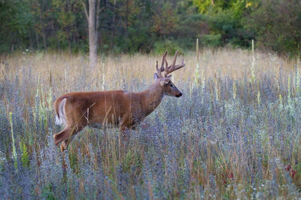 Witstaarthert Bok Een Herfst Weide — Stockfoto