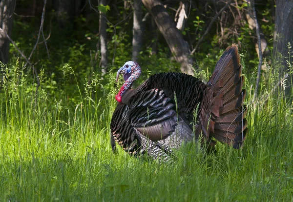 Wild Turkey Strutting Meadow — Stock Photo, Image