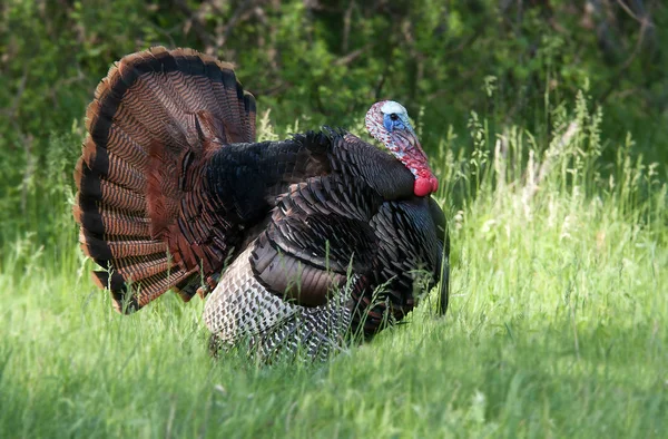 Wild Turkey Struttade Genom Ängen — Stockfoto