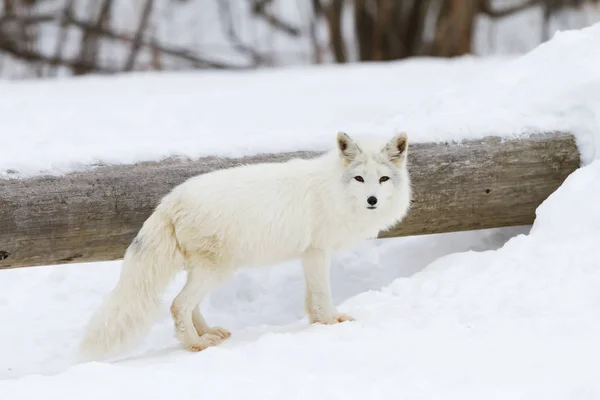 加拿大冬季站在雪地里的北冰洋狐狸 图库图片