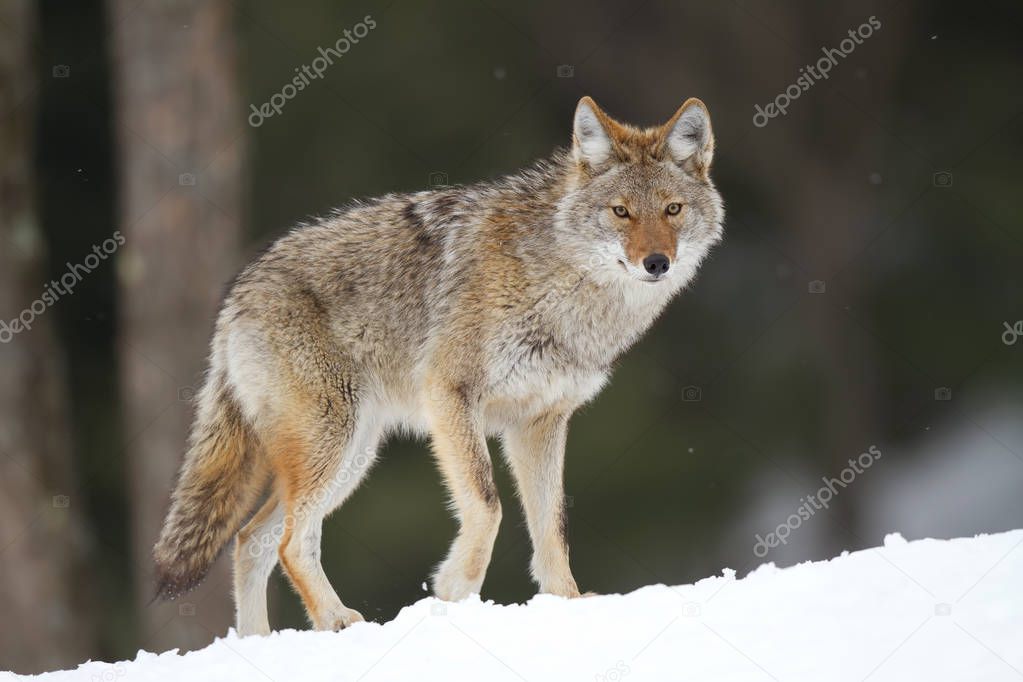 A lone Coyote walking in the winter snow in Canada