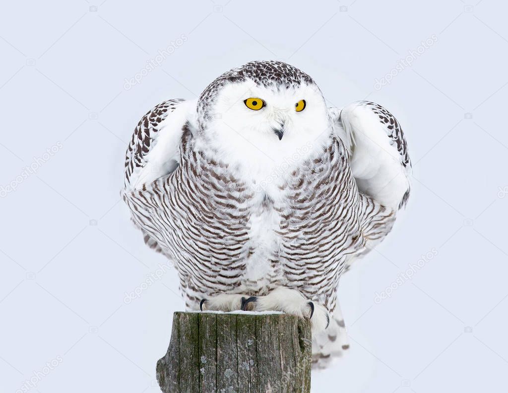 Snowy owl (Bubo scandiacus) perched on a post hunting over a snow covered field in Canada