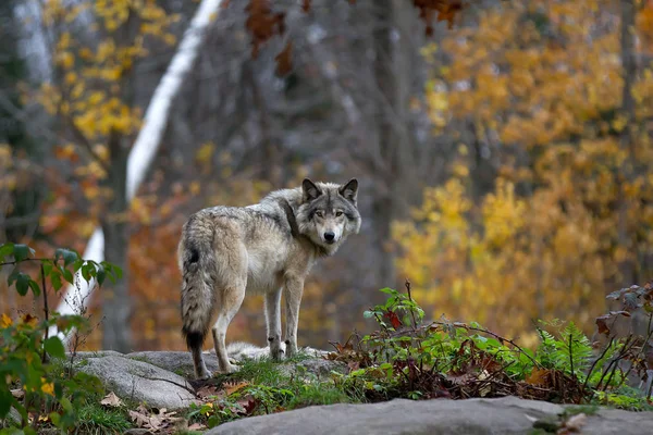 Yalnız kereste kurt veya gri kurt (Canis lupus) bir kaya üzerinde duran bir sonbahar yağmurlu günde Kanada'da geri görünüyor