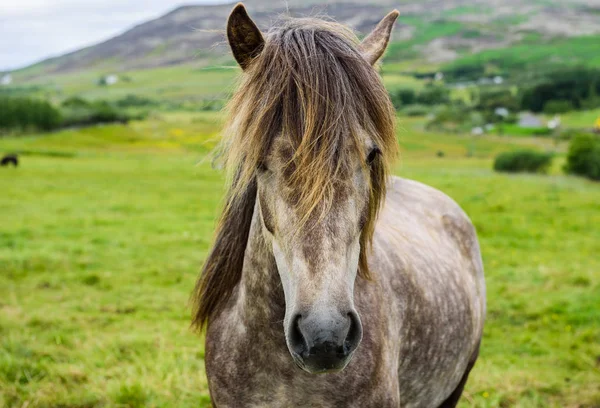 Beau Portrait Cheval Islandais Gris — Photo