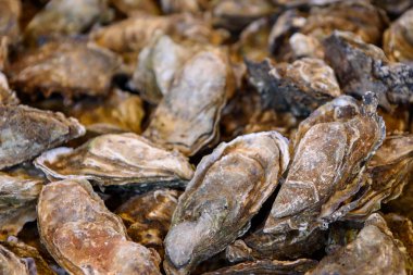 Bordeaux bölgesinden istiridye.